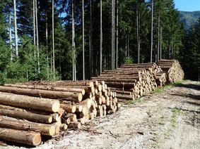 Réaliser une coupe de bois en respectant la réglementation - Coupes de bois  - Forêts - Agriculture, forêts et développement rural - Actions de l'État -  Les services de l'État dans la Drôme